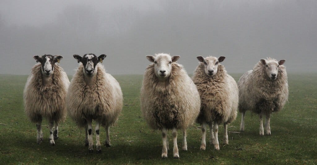 12 animali del Natale da tutto il mondo: pecore
