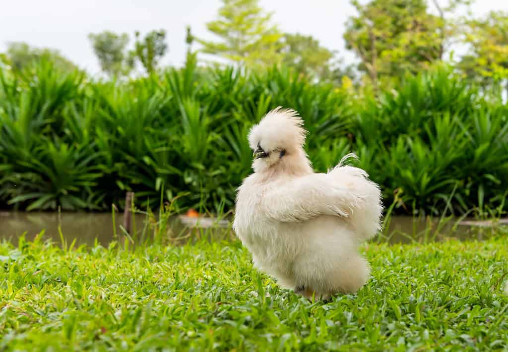 Pollo Di Seta Bianca.