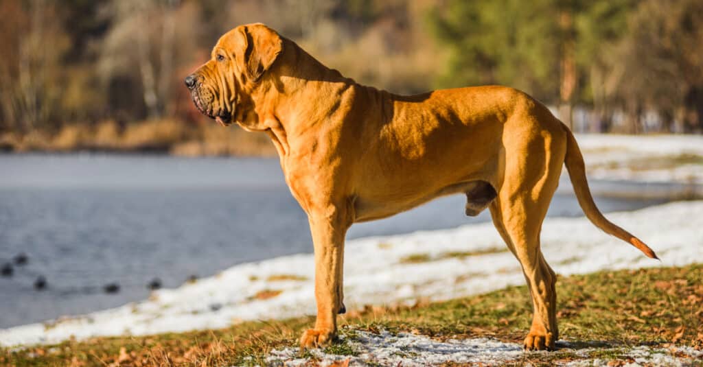 Fila Brasileiro, una grande razza di cane brasiliana.