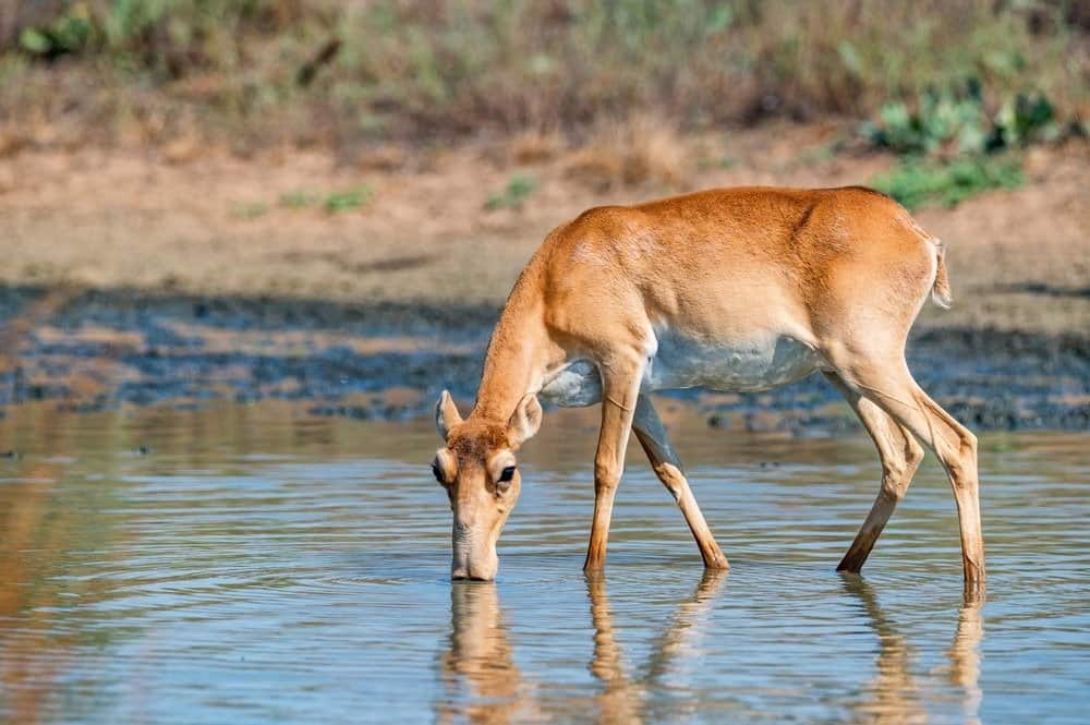 L'antilope Saiga o Saiga tatarica beve nella steppa