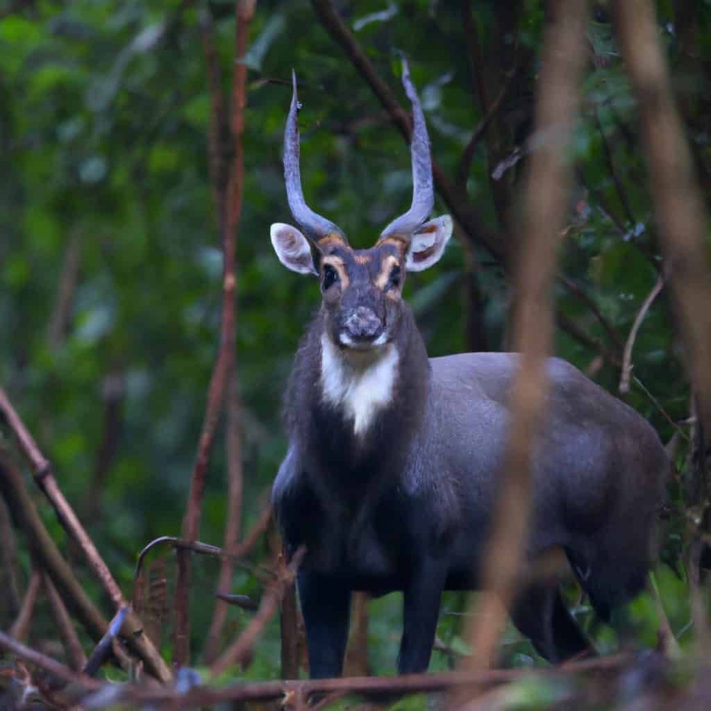 Spesso chiamato l'unicorno asiatico, si sa poco dell'enigmatico saola nei due decenni successivi alla sua scoperta.  Non ne esiste nessuno in cattività e questo mammifero raramente visto è già in grave pericolo di estinzione.