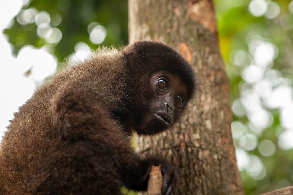 Un piccolo cucciolo di scimmia, esemplare della specie Oreonax flavicauda, ​​o scimmia lanosa dalla coda gialla, endemica del Perù e della foresta amazzonica delle Ande, presso il centro di salvataggio della fauna selvatica di Dos Loritos