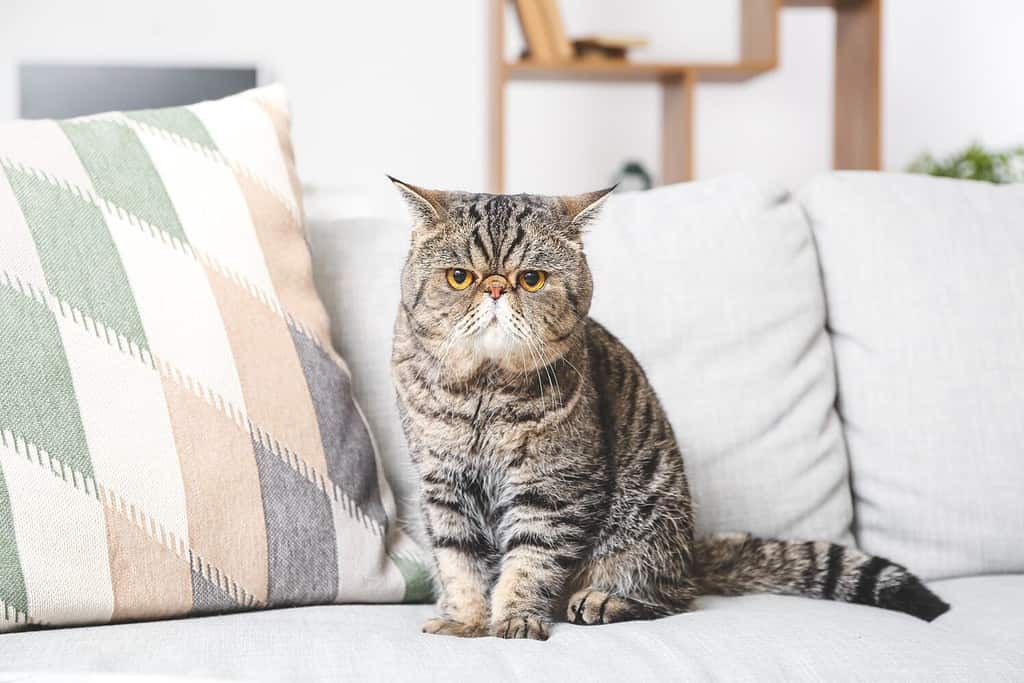 Simpatico gatto Exotic Shorthair sul divano di casa