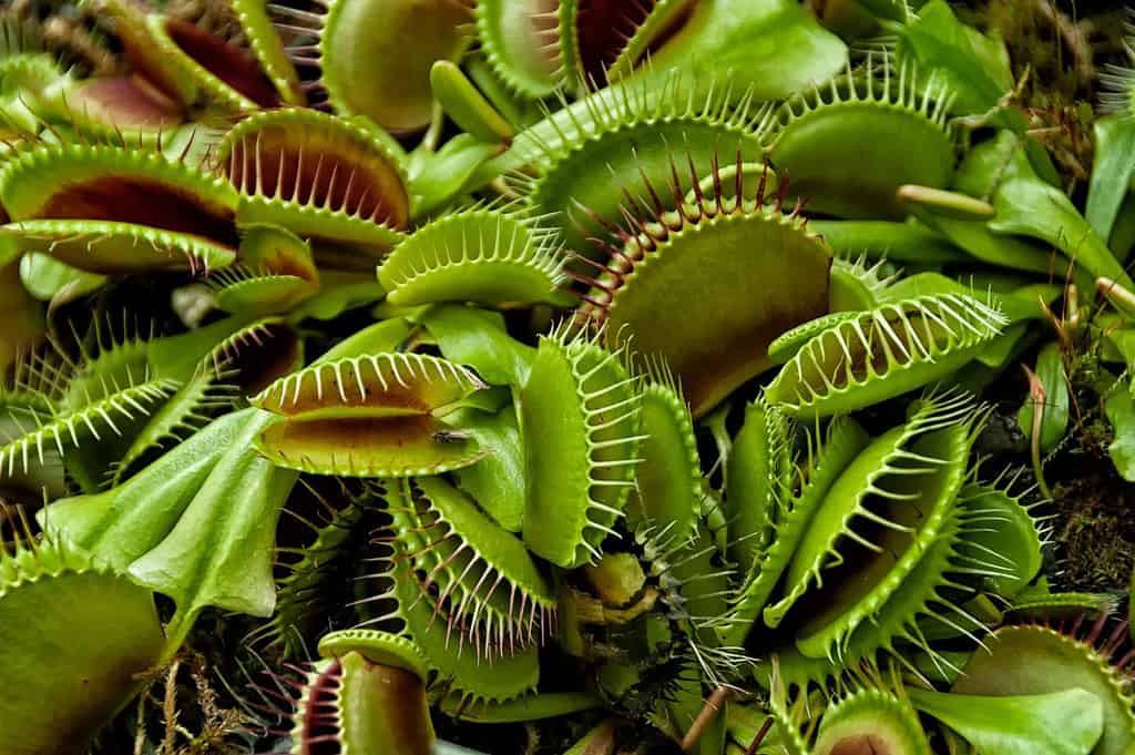 L'acchiappamosche di Venere (Dionaea muscipula), pianta carnivora che cattura le prede con una struttura di cattura formata dalla porzione terminale di ciascuna foglia della pianta.