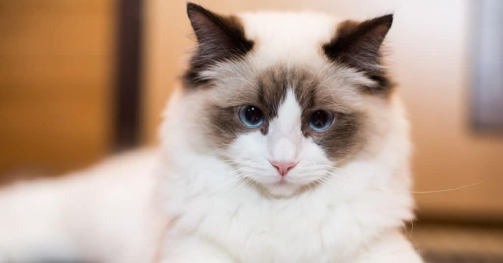 Bellissimo giovane gatto Ragdoll di razza bianca con gli occhi azzurri, a casa.