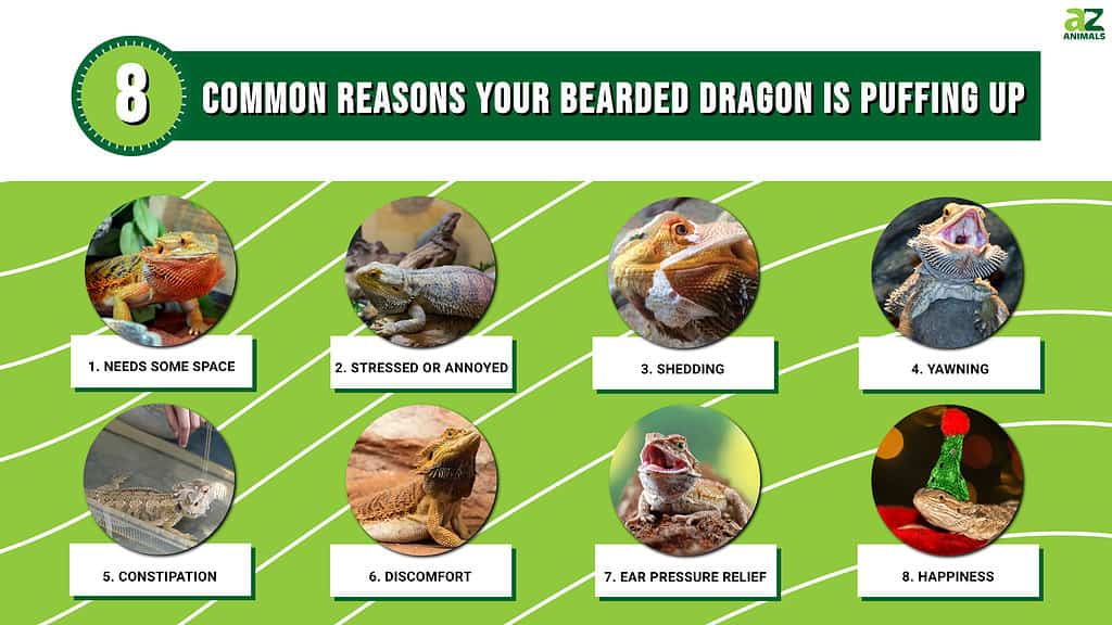 8 motivi per cui il tuo drago barbuto si gonfia