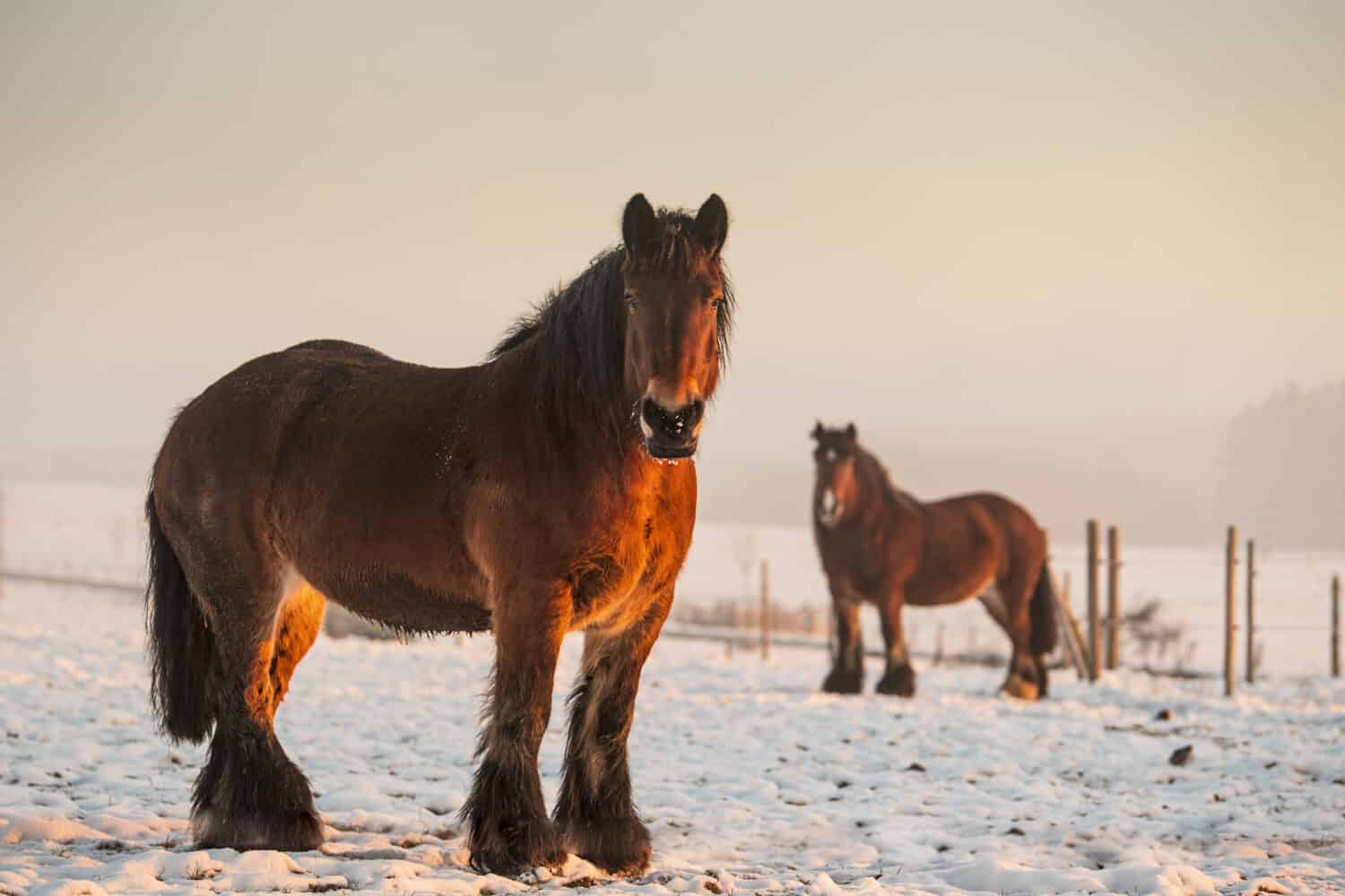 Un primo piano dei cavalli delle Ardenne nel freddo inverno all'alba