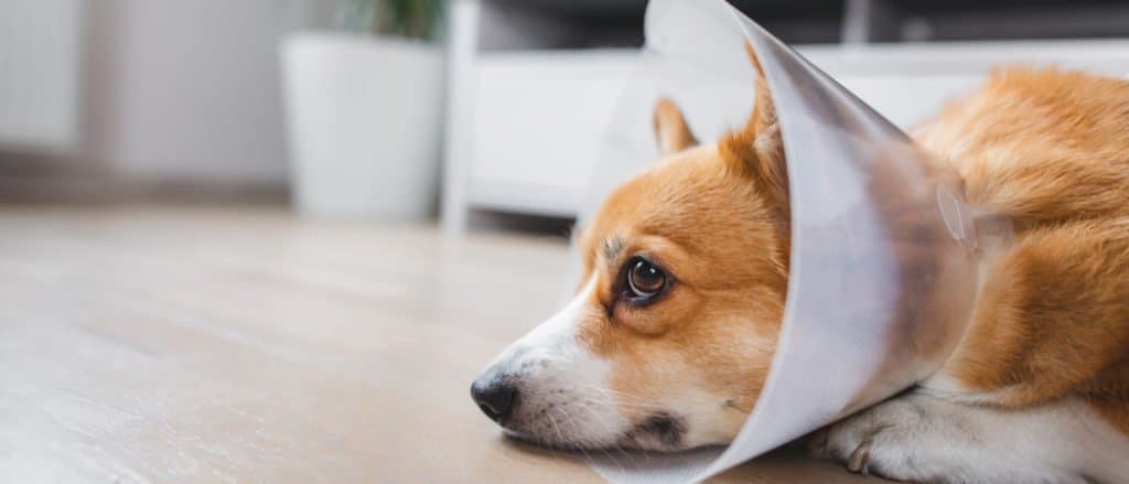 Un cane giace sul pavimento indossando un cono.