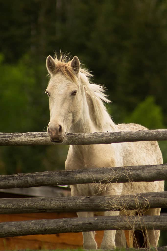 Raro cavallo di razza Buckskin Pearl Gene Paint che guarda oltre la recinzione di legno con sfondo verde scuro