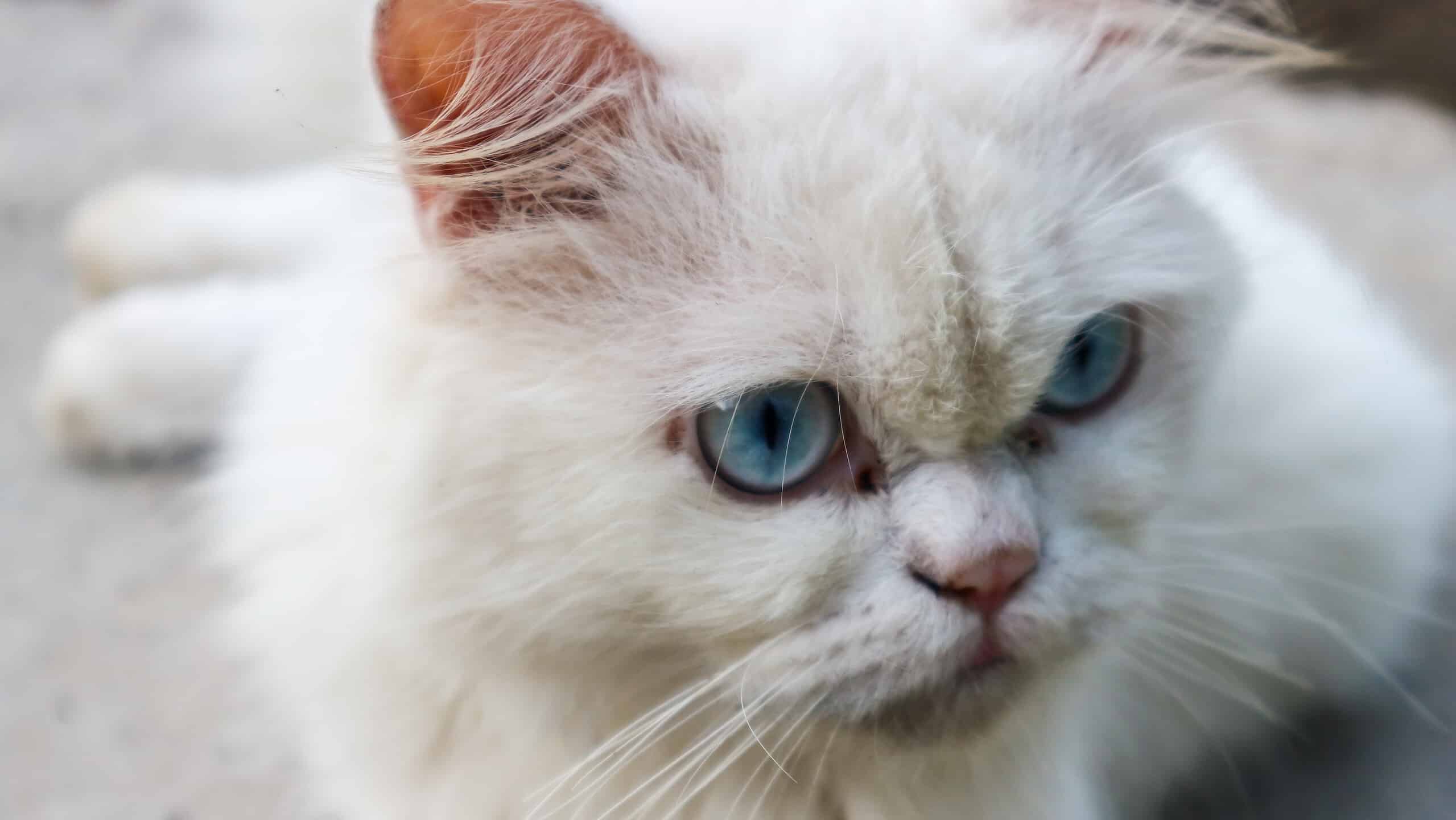 Gatto bianco arrabbiato occhi azzurri. Gatto bianco domestico sdraiato.