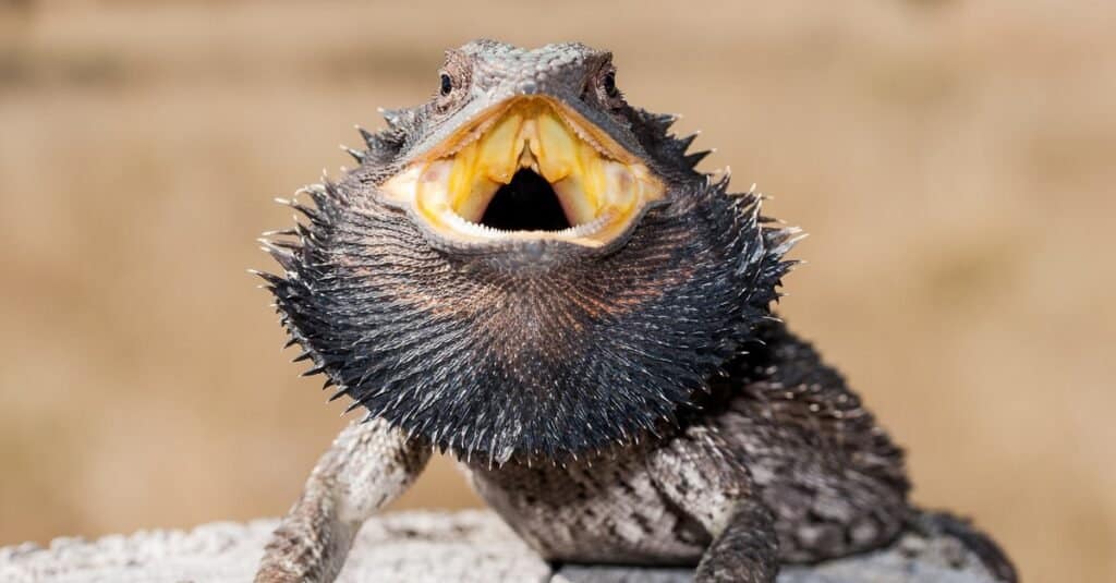 I sintomi della putrefazione della bocca del drago barbuto