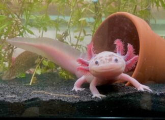 Axolotl leucistico maculato, ritratto a figura intera frontale con coda visibile. L'axolotl è color carne con grandi occhi neri rotondi. Ha una lunga coda. Ha tre appendici rosa-arancio su ogni lato della testa.