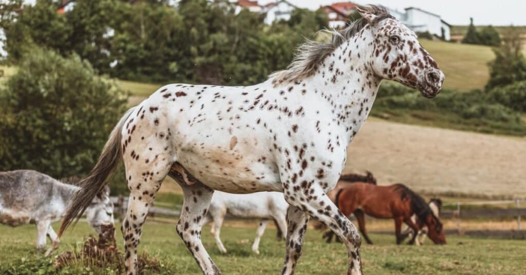 10 cavalli più belli del mondo
