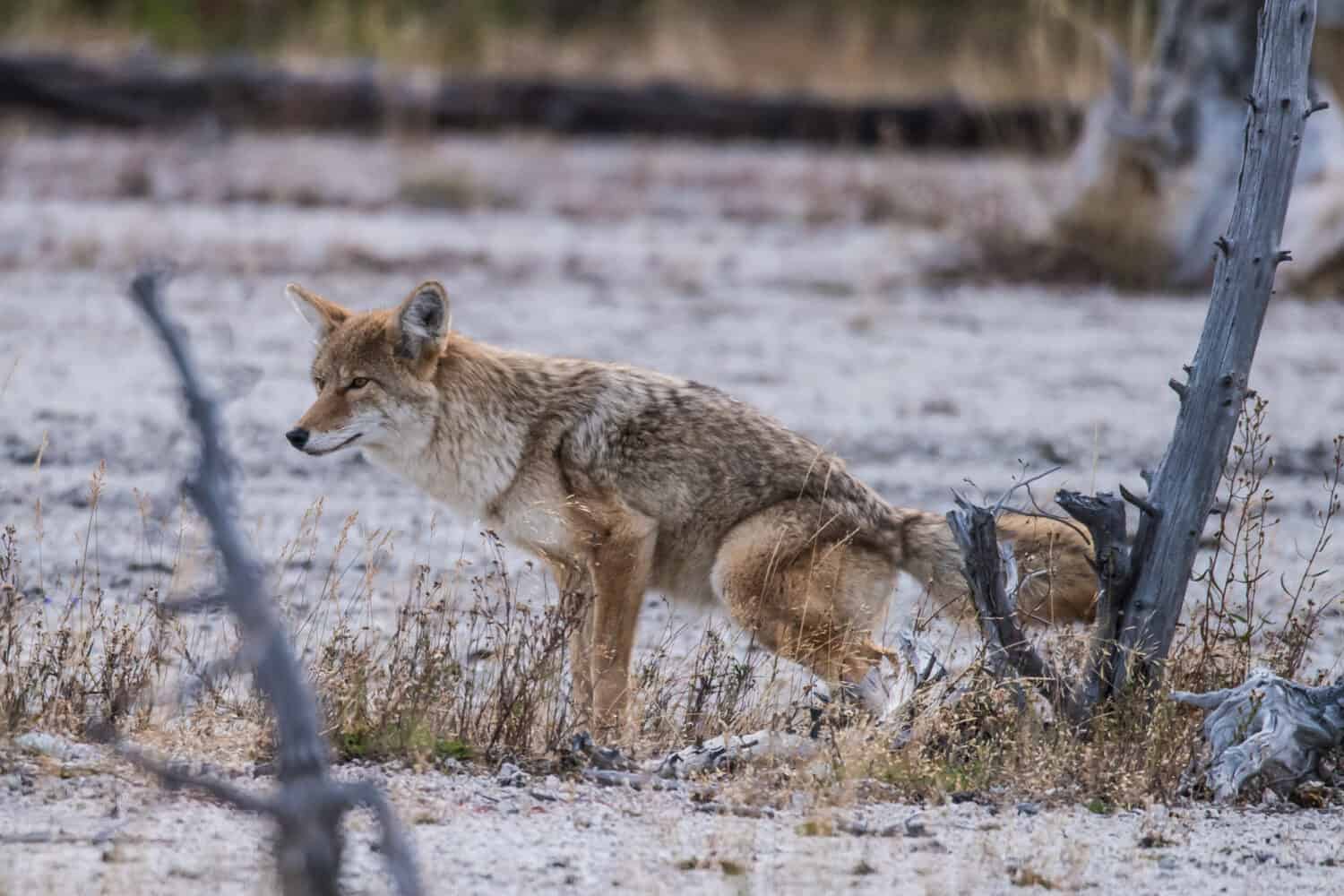 Un coyote selvatico nel Parco Nazionale Yellow Stone