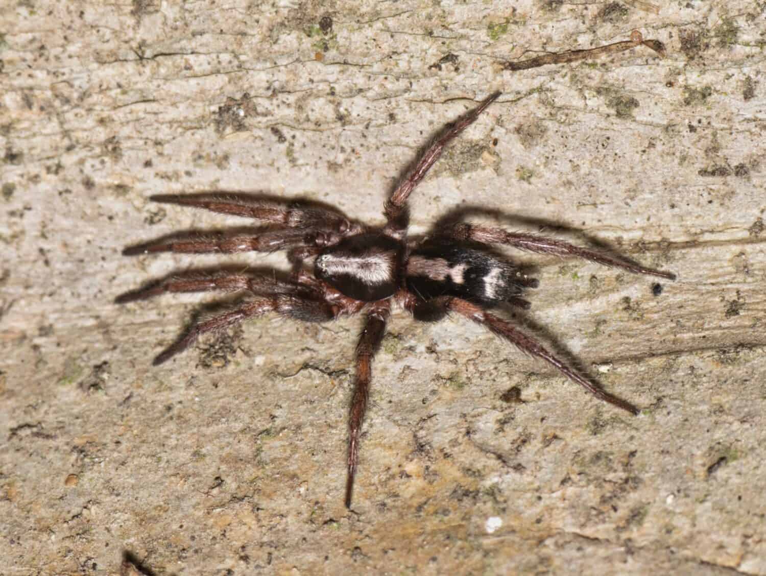 Il ragno Parson orientale (Herpyllus ecclesiasticus) caccia di notte su un tronco d'albero di Crepe Myrtle a Houston, Texas.  Trovato negli Stati Uniti e in Canada.