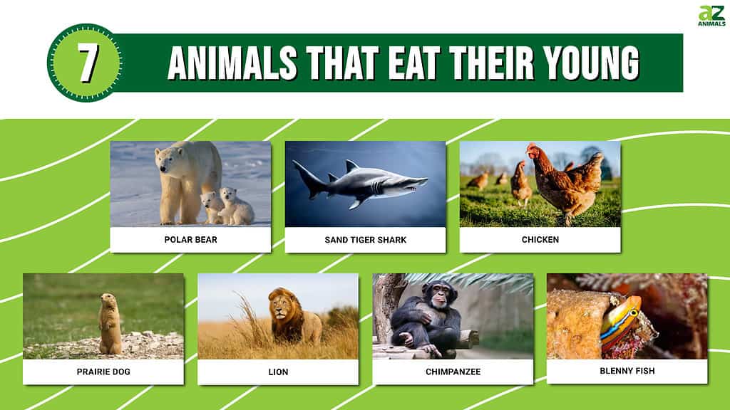 Infografica che mostra sette animali che mangiano i loro piccoli.