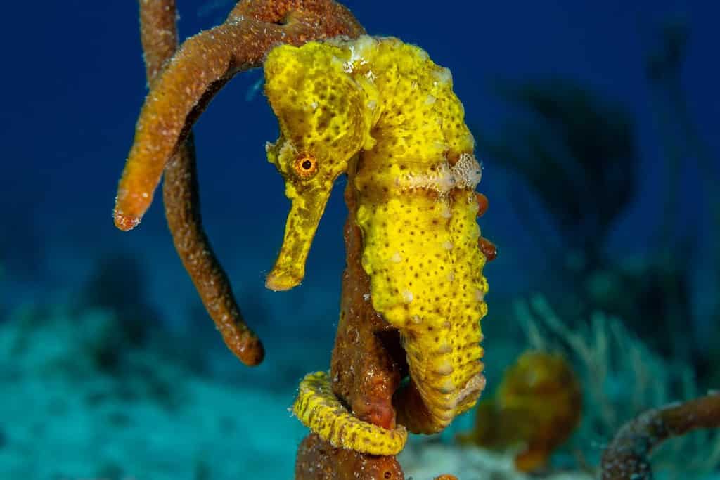 Un bellissimo cavalluccio marino giallo dal muso lungo in una posa classica con la coda avvolta attorno ad una spugna.  La creatura è stata uccisa in natura da un subacqueo sulla barriera corallina delle Isole Cayman