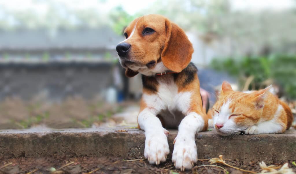 Perché i cani sono migliori dei gatti? 