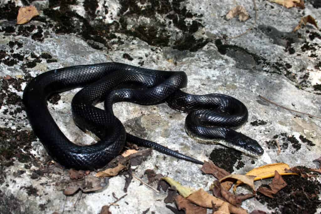Un serpente di ratto nero che striscia su una grande roccia
