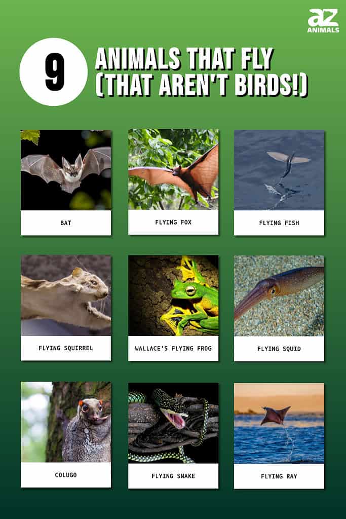 9 animali che volano (che non sono uccelli)