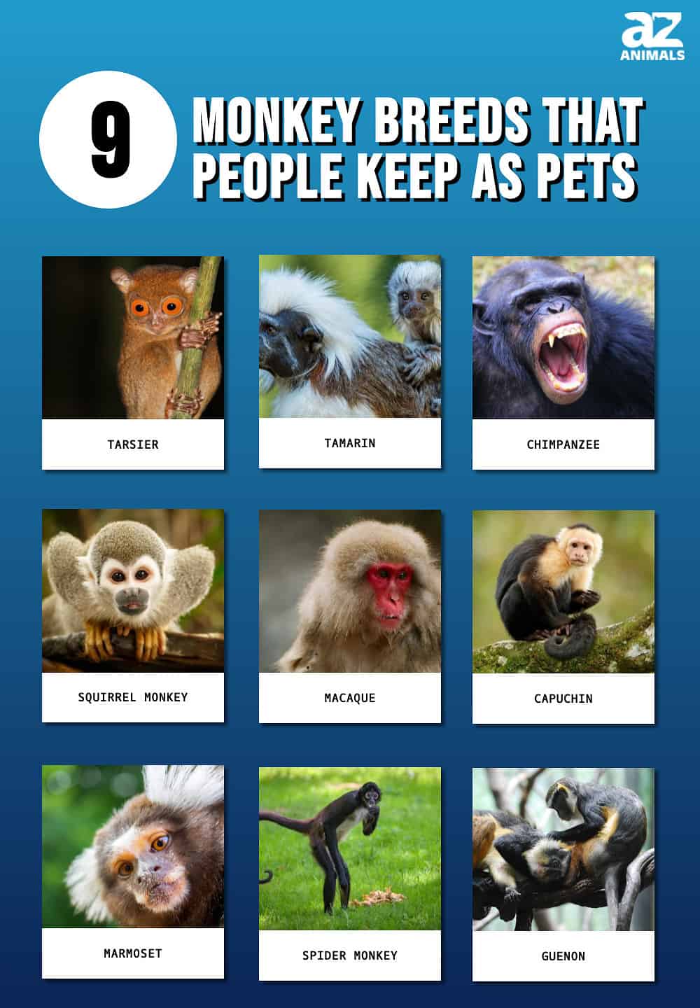 9 razze di scimmie che le persone tengono come animali domestici
