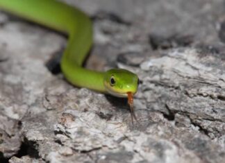 serpente verde ruvido sulle rocce