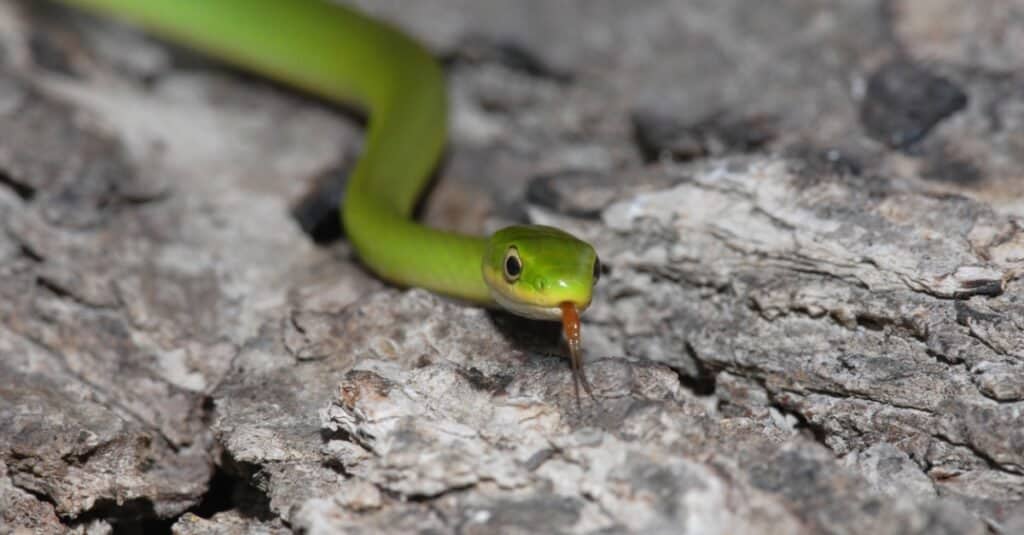 serpente verde ruvido sulle rocce