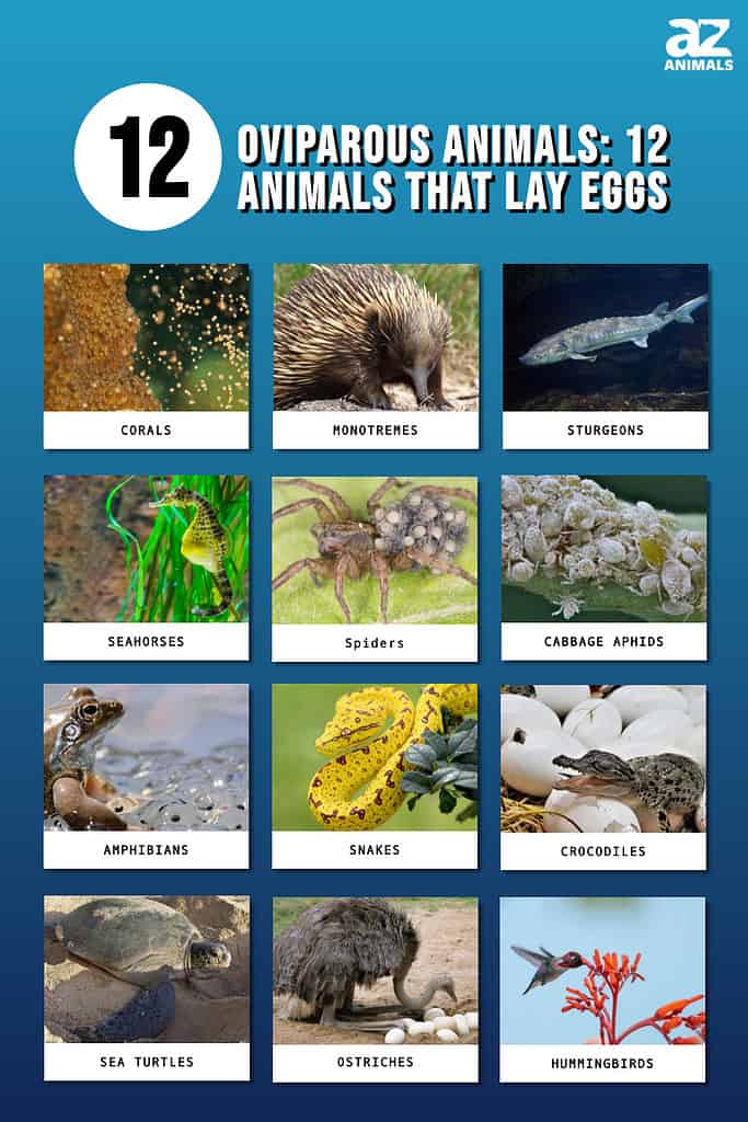 Animali ovipari: 12 animali che depongono le uova (alcuni ti sorprenderanno!)
