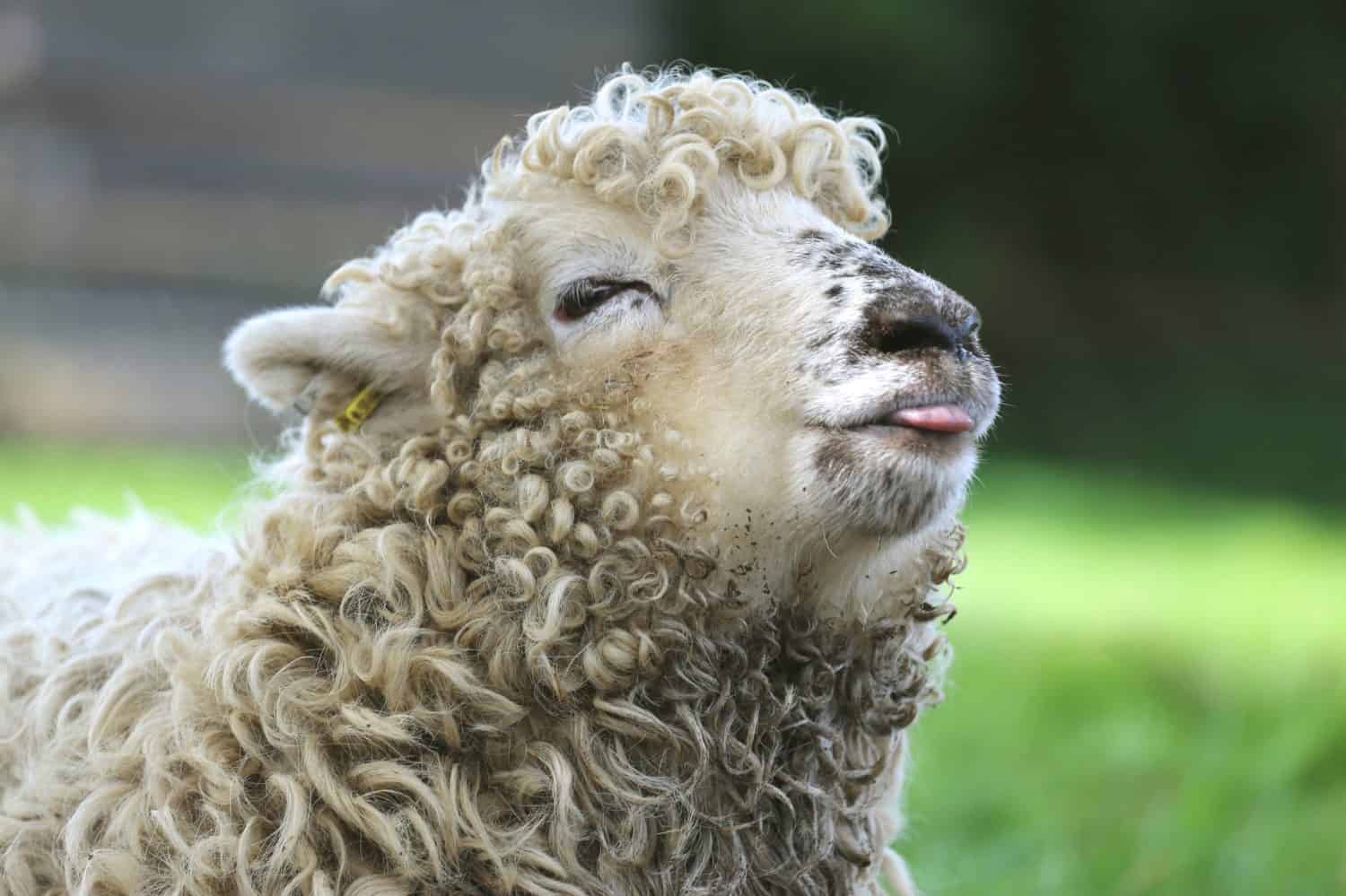 Foto divertente dell'agnello Greyface Dartmoor con la lingua fuori, una rara razza di pecore domestiche originaria di Dartmoor, nel sud-ovest dell'Inghilterra.