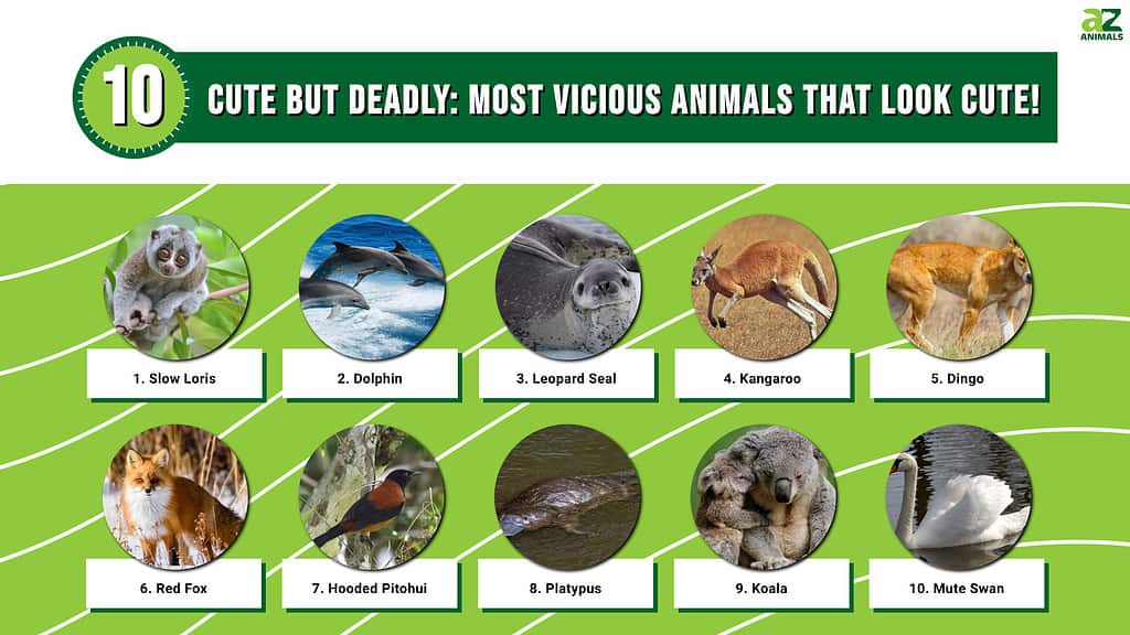 Carini ma mortali: i 10 animali più feroci che sembrano carini!
