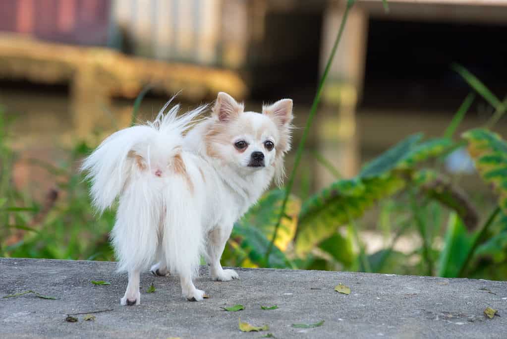 Chihuahua a pelo lungo che guarda indietro