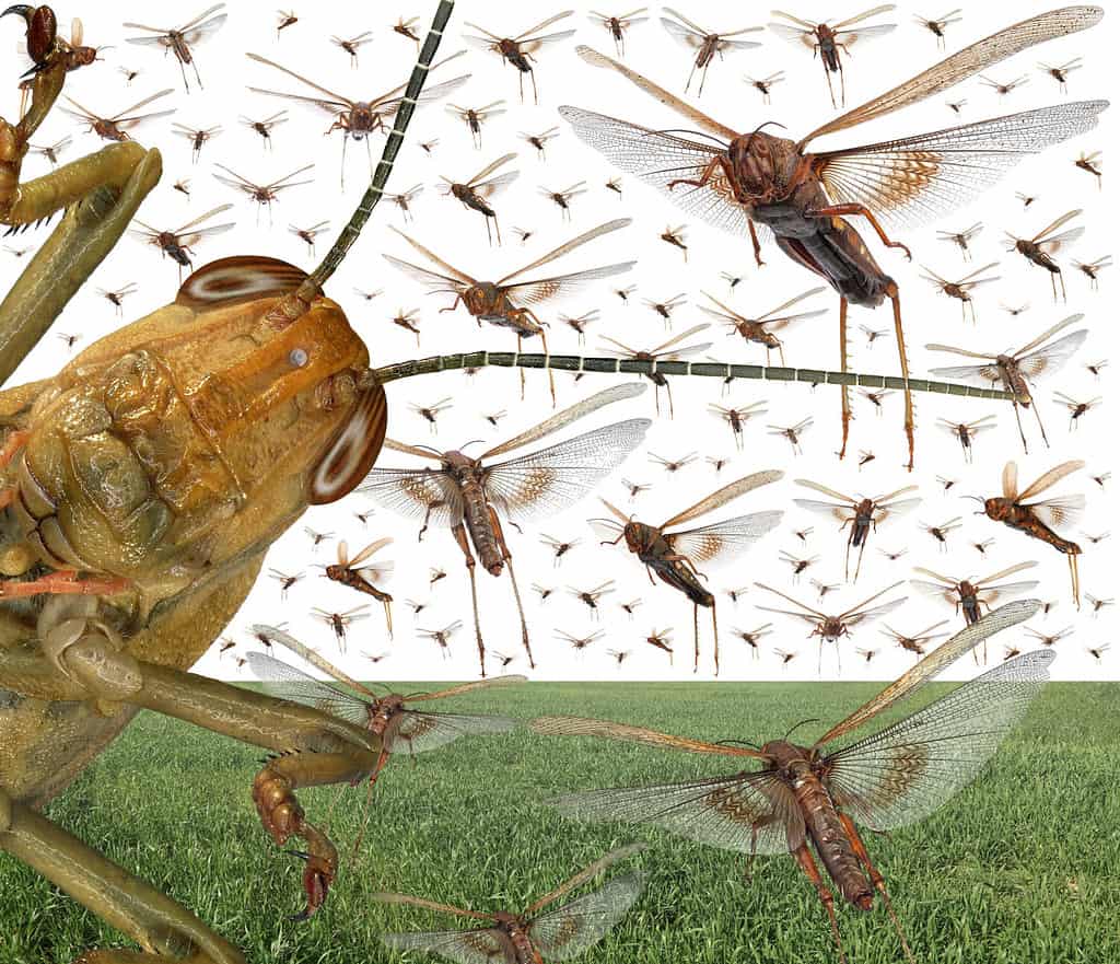 Sciame di locuste migratori sopra il campo verde di cereali.  Locusta migratoria.  Acrididae.  Edipodinae.  Agricoltura e controllo dei parassiti