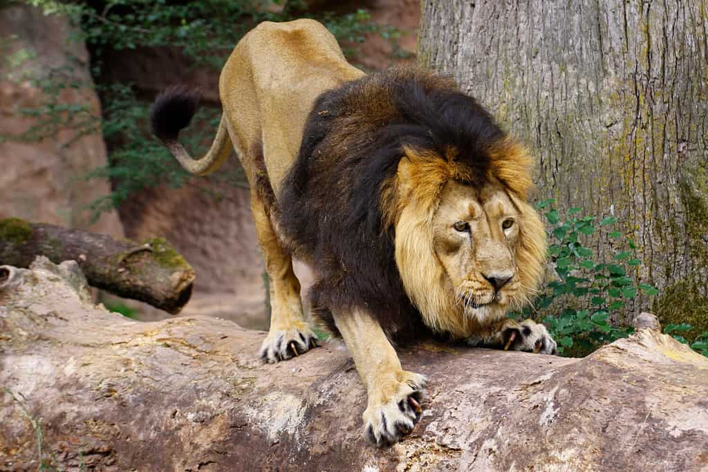 Leone (Panthera leo) dalla parte anteriore