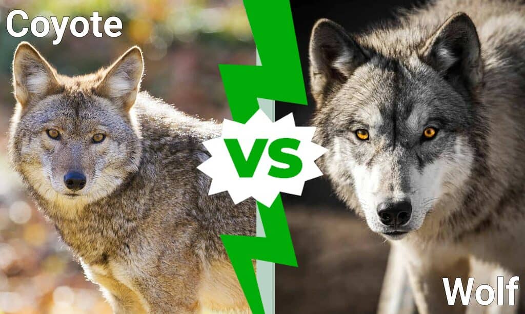 Coyote vs Lupo: spiegate le 6 differenze chiave
