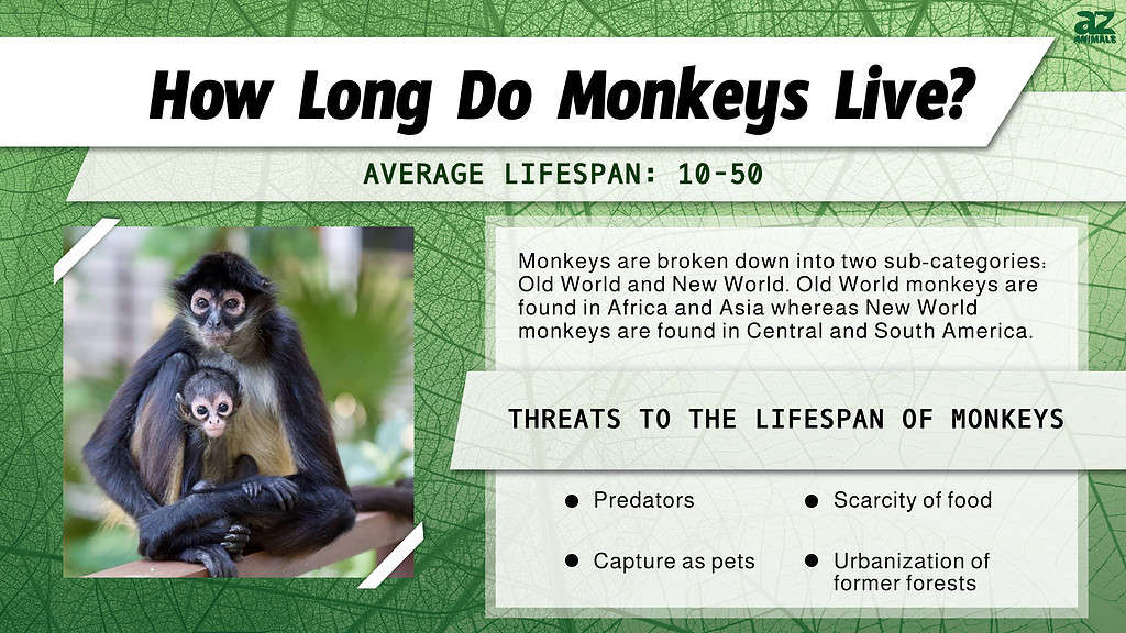 Quanto vivono le scimmie?  infografica