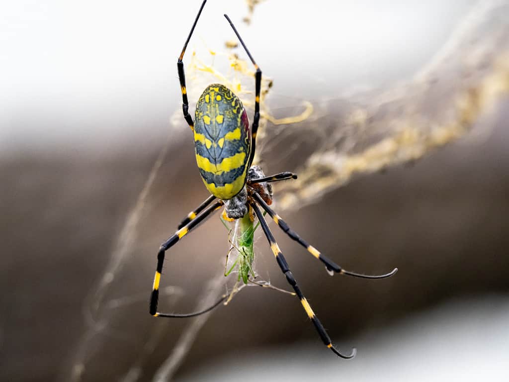 Il ragno giapponese Joro tessitore di sfere che mangia una cavalletta