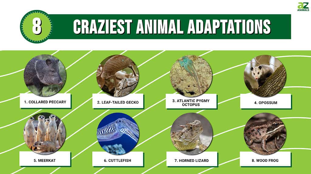 Infografica sugli 8 adattamenti animali più folli