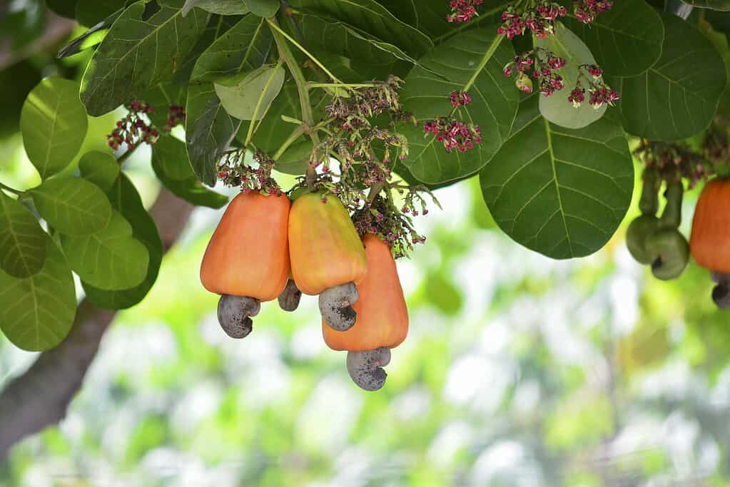 Frutti di anacardi sull'albero