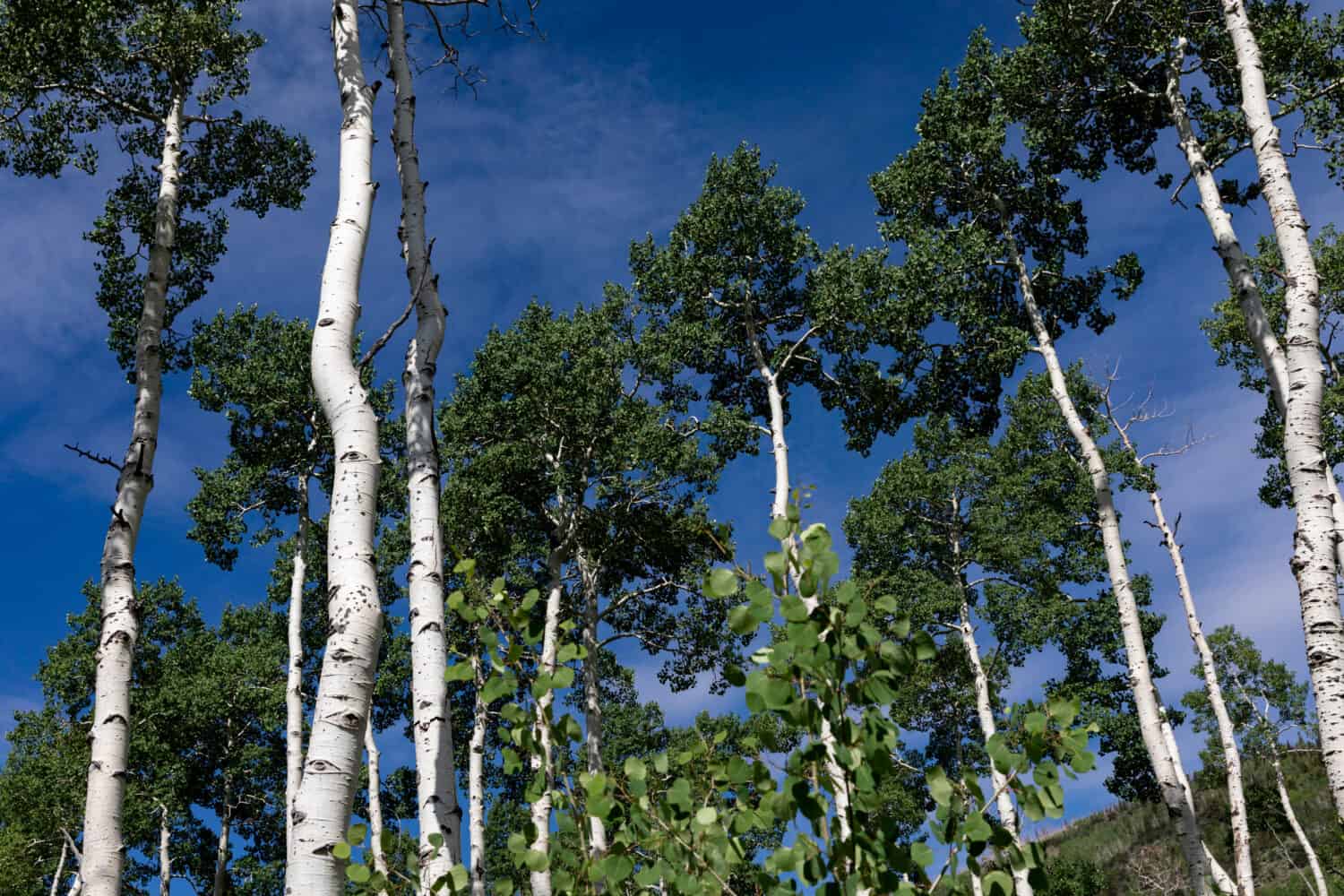 Gli alberi di pioppo tremulo, parte del clone Pando, crescono vicino a Fish Lake nello Utah. Il clone Pando è l'organismo vivente più pesante sulla terra.