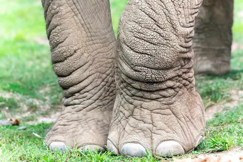 Le zampe anteriori di un elefante.  La parte inferiore delle zampe e dei piedi è grigio chiaro e molto rugosa.  Sulla parte anteriore dei piedi dell'elefante sono visibili le unghie bianche a forma di semicerchio (con l'arco in alto).