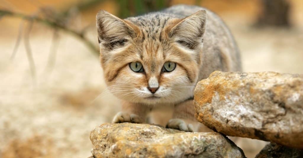 Incredibili animali del deserto: il gatto delle sabbie