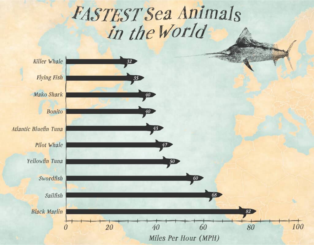 I 10 animali marini più veloci
