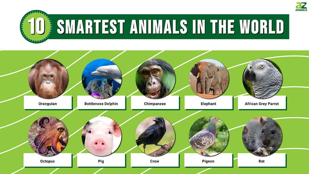 Infografica sui 10 animali più intelligenti del mondo