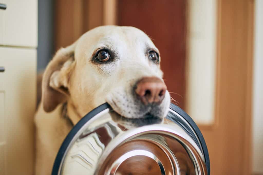 Labrador retriever, che sembra affamato, tiene la ciotola del cane in bocca.