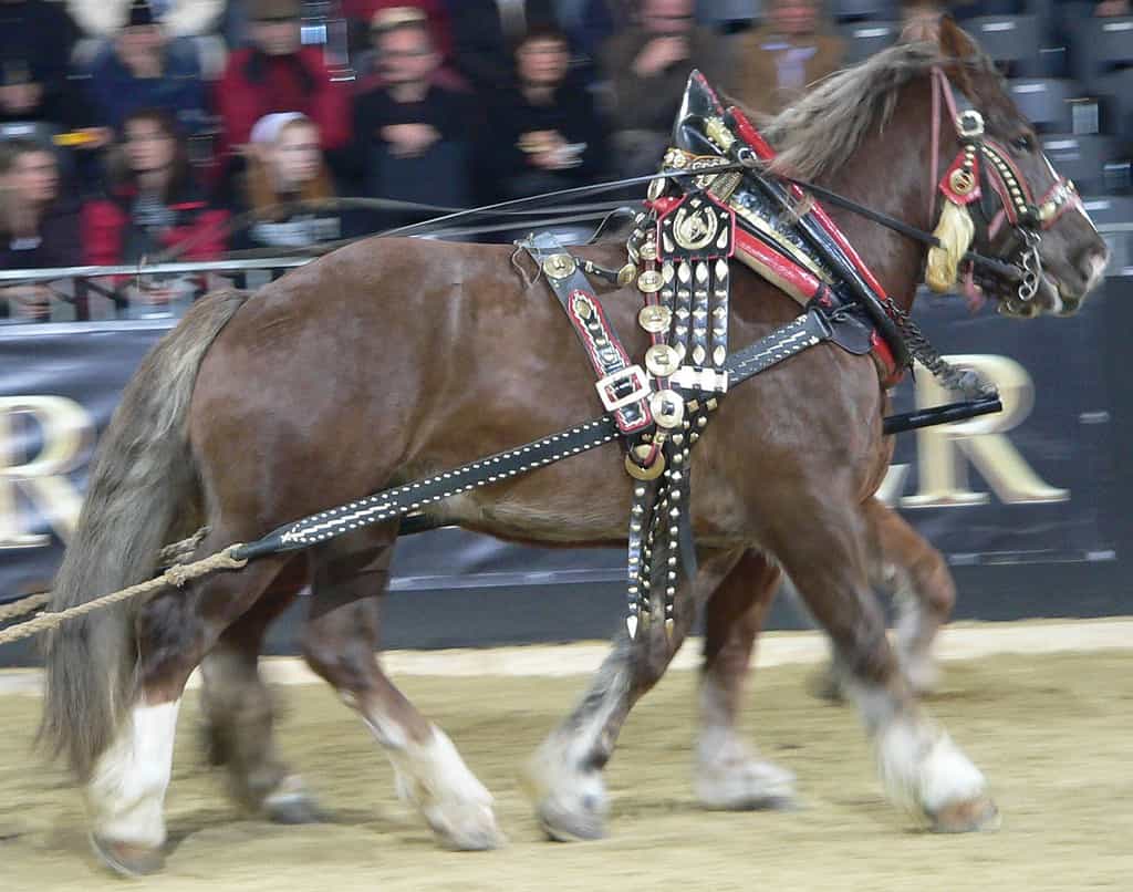 Cavallo da tiro pesante italiano