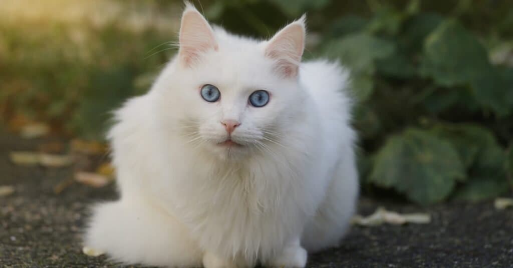 Gatti belli e più carini: l'angora turca