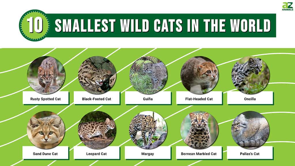 Infografica sui 10 gatti selvatici più piccoli del mondo