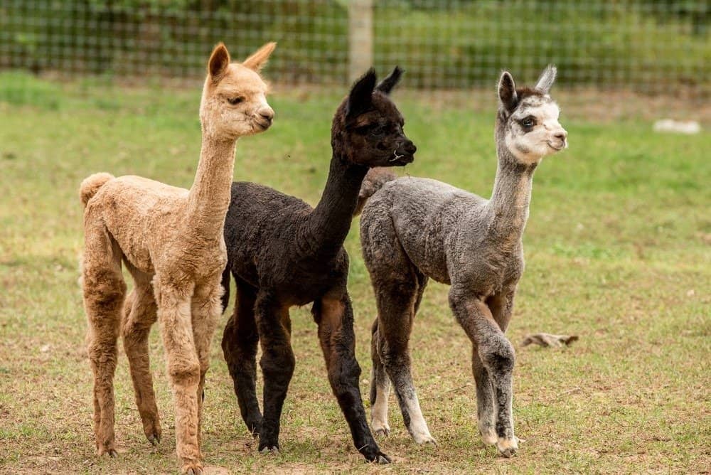 Tre giovani alpaca di tutti i colori diversi