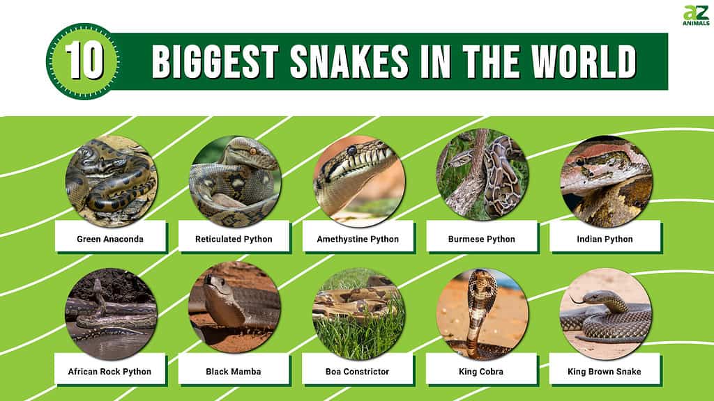 Infografica sui 10 serpenti più grandi del mondo