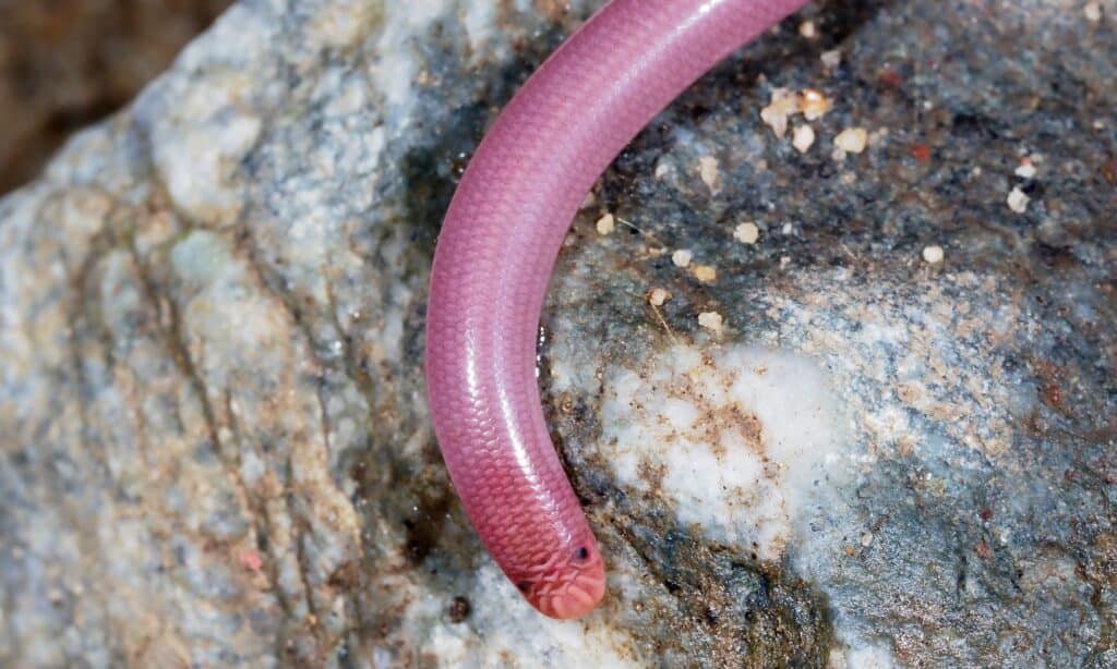 I serpenti ciechi vivono sottoterra in terreni morbidi, tra le radici delle piante e sotto le pietre.
